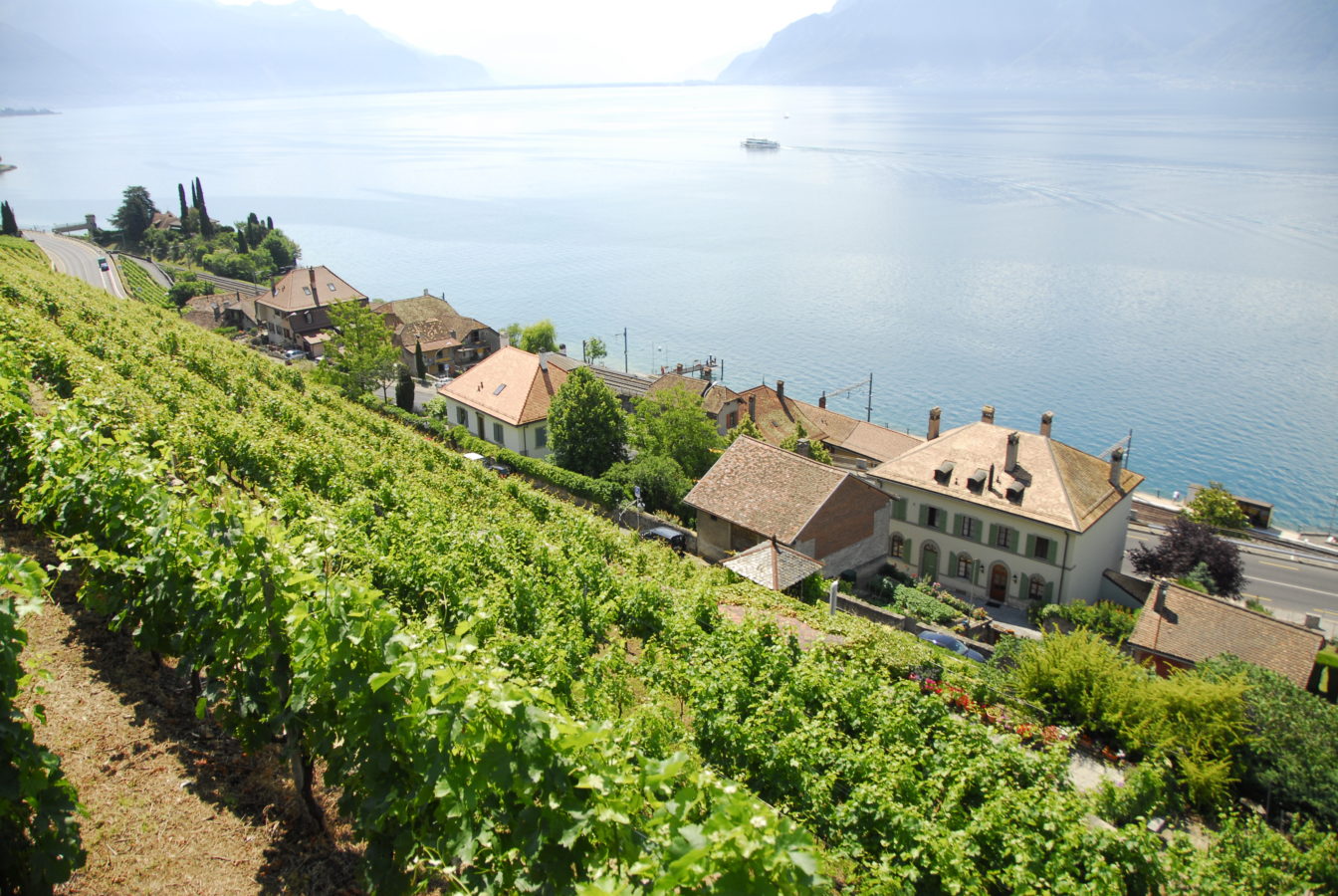 Le panorama de la production viticole suisse