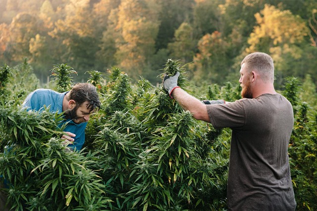 Le CBD en Suisse : ce que vous devez savoir sur le cannabis légal