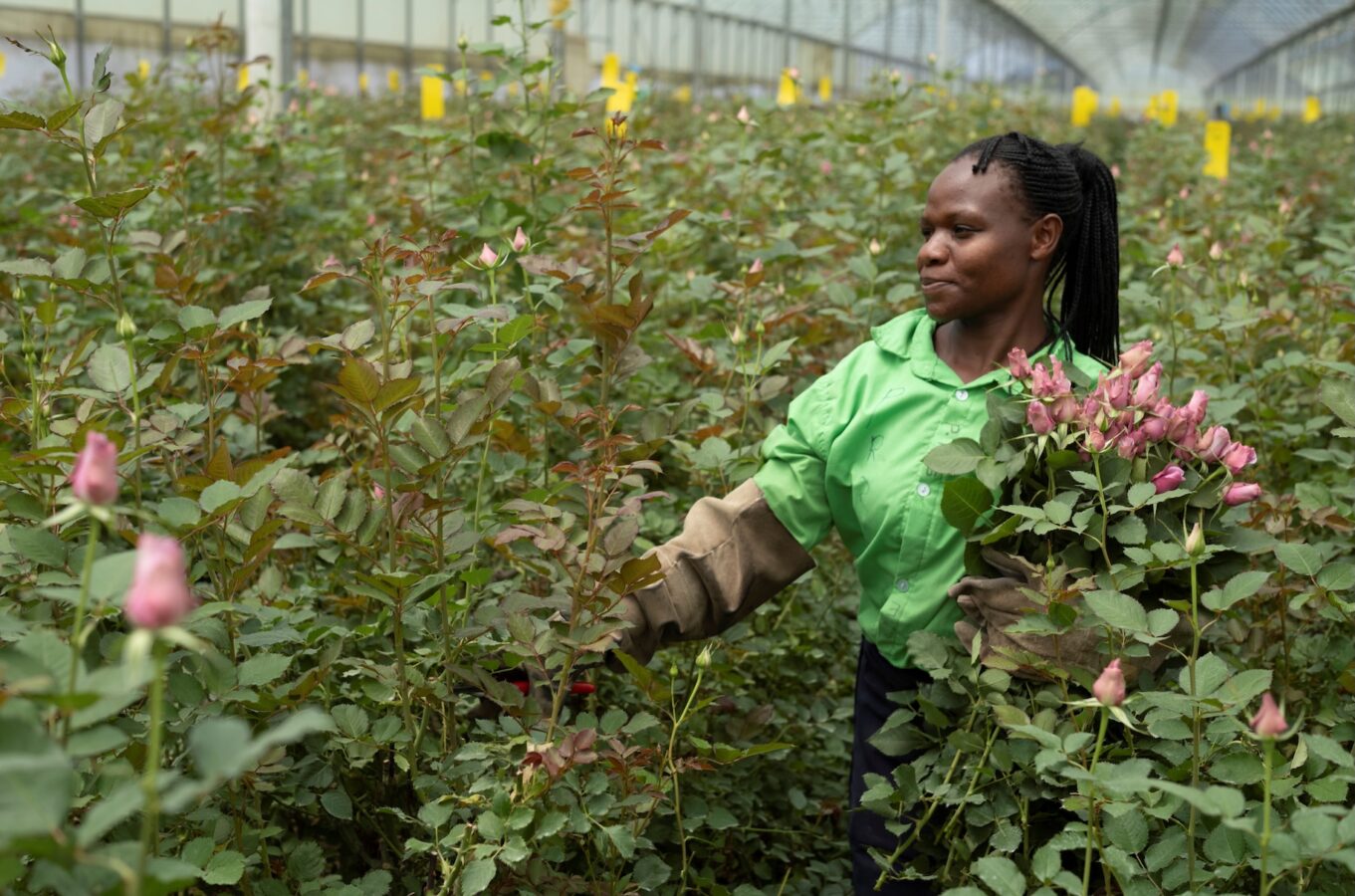 SAINT-VALENTIN : OFFRIR DES ROSES, UN GESTE PLUS ENGAGÉ QU’IL N’YPARAÎT