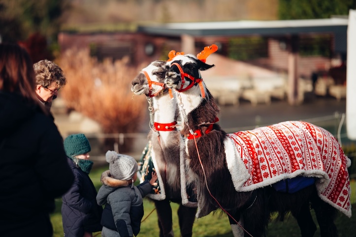 Noël 2025 au Château Brachet : une parenthèse enchantée au cœur de l’hiver